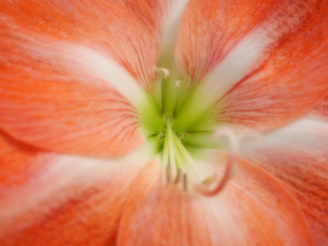 What is inside a flower